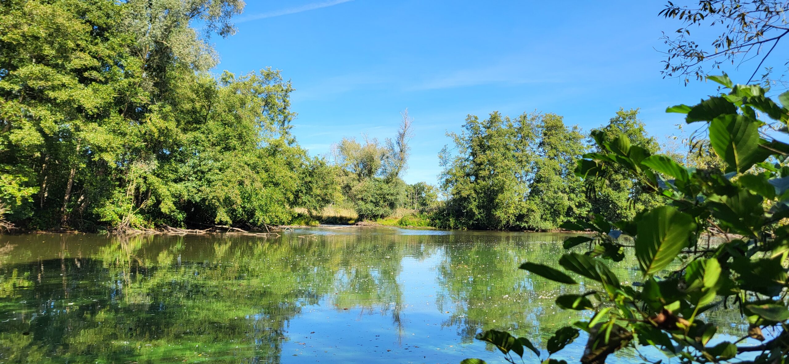 Meer omgeven door groene bomen onder een heldere blauwe hemel.