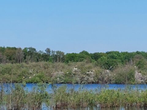 Meer, omringd door weelderig groen en struikgewas onder een heldere blauwe lucht.