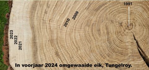 Jaarlijnen van een omgewaaide eik (1991-2023), met jaartallen aangegeven, Tungelroy.
