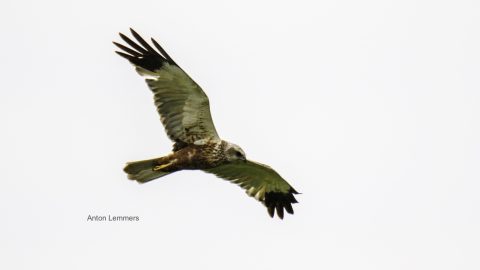Zwarte sterns in de Kil van Hurwenen