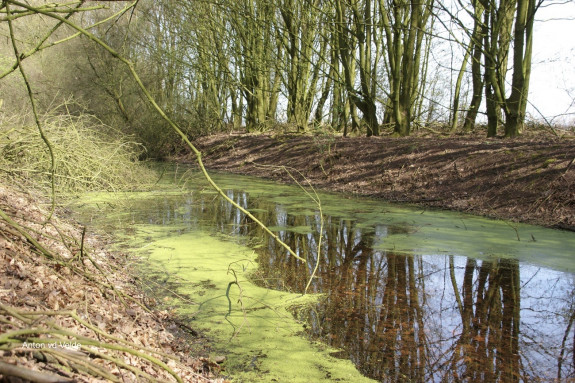 Assche Wetering, natuur, landschap, natuurgebied