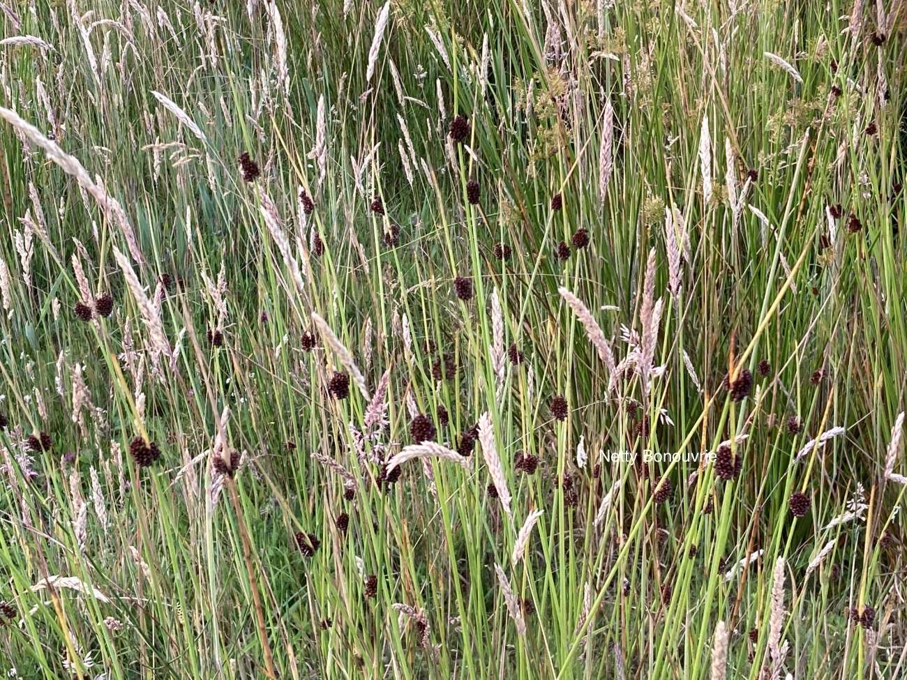 Planten in De Kooise 
