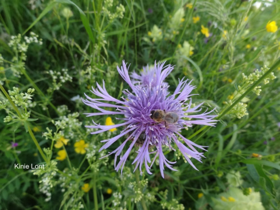 bloemen, planten, Waardenburg, Neerijnen