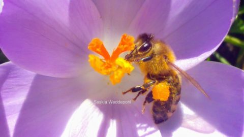 Gezocht: ambassadeur biodiversiteit