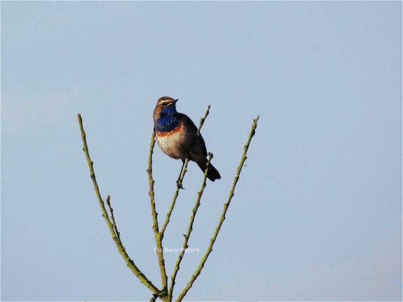 vogels, blauwborst