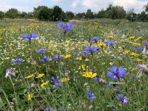 IVN West-Betuwe ondertekent manifest Gonzend Rivierenland