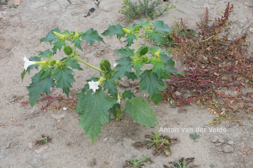 planten, doornappel