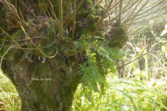 bomen, eikvaren, 't Broek