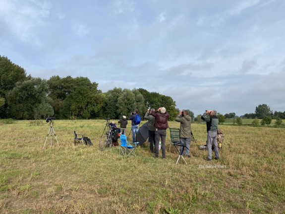 westbetuwe_euro_birdwatch_2021_2_txt_ebp