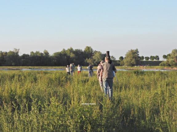 vwg, heesselt, vogels