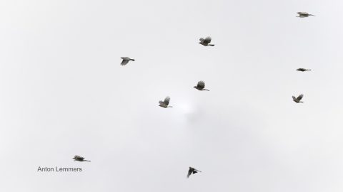 Euro Birdwatch 2021