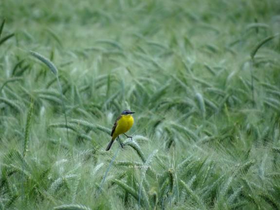 vogels, de steendert