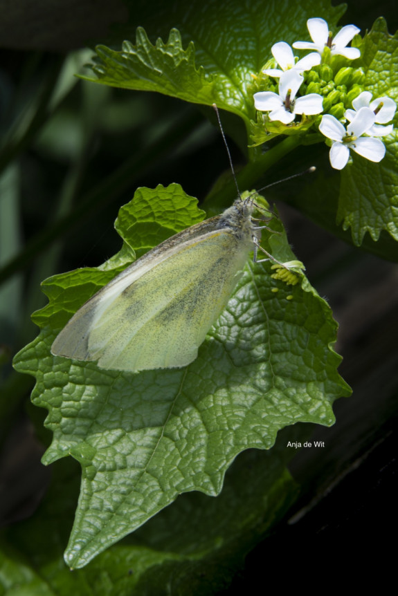 vlinders, eitjes, afzetten