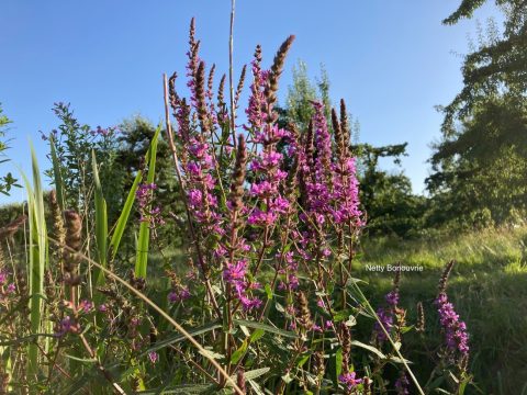 Grote kattenstaart (Lythrum salicaria)