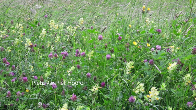 planten, grote ratelaar, knoopkruid