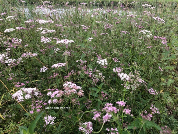 bloemen, landschap, de steendert