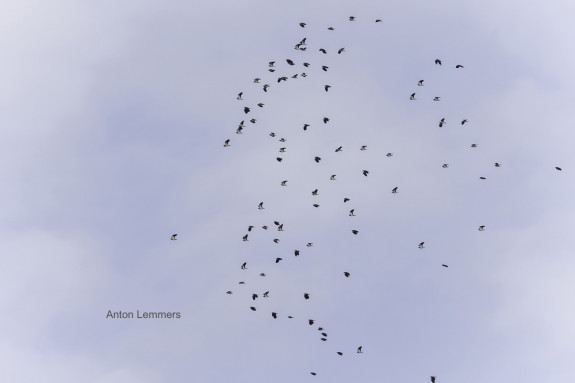 westbetuwe_kievit_txt_anton_lemmers