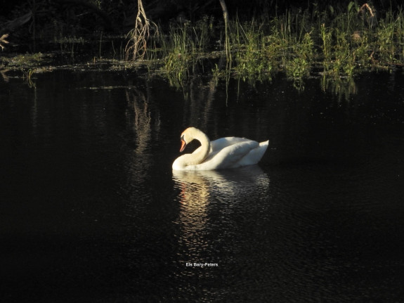 knobbelzwaan, heesselt, vogels