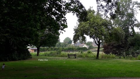Bomenbeheerplan West Betuwe en andere vragen