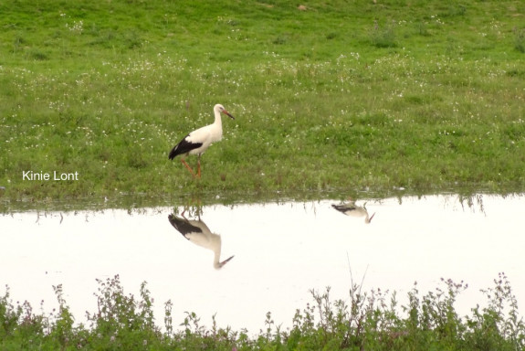 vogels, Rijswaard, Waardenburg, Neerijnen