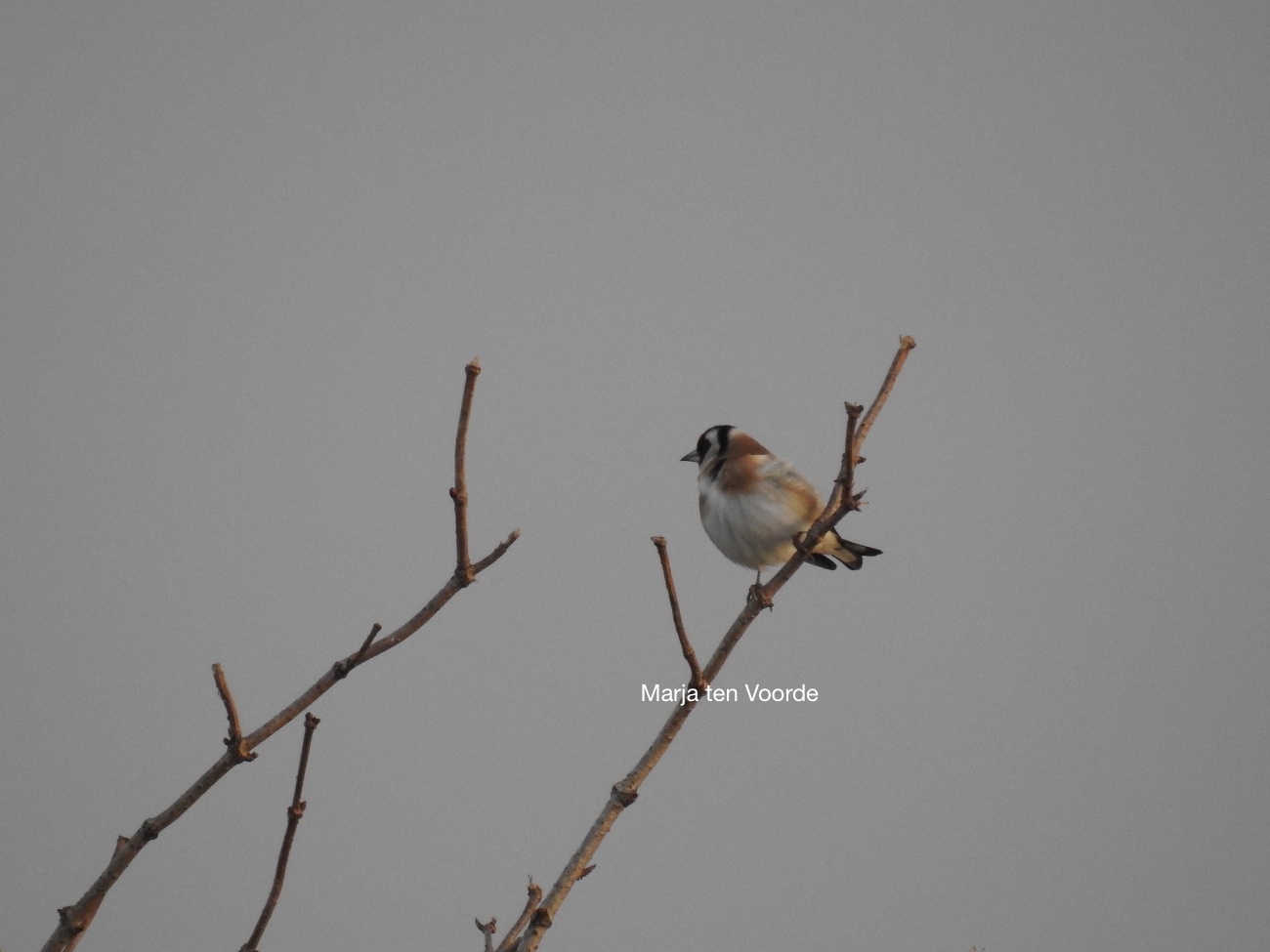 vogels, putter