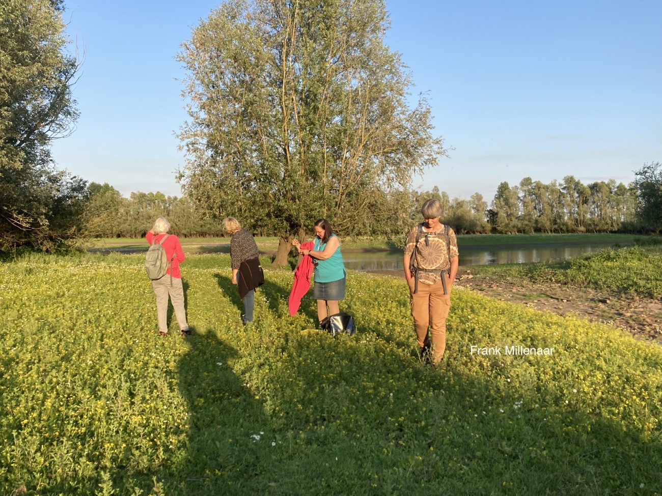Planten in de Stiftse uiterwaarden