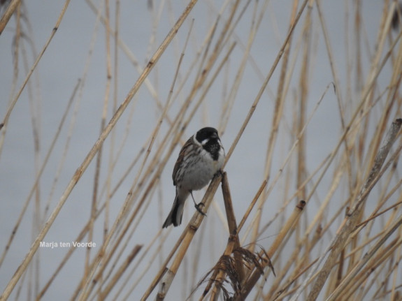 vogels, de steendert