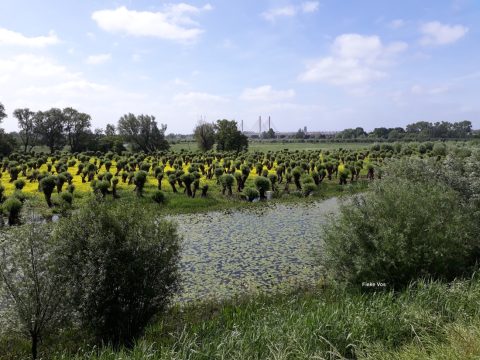 Natuurgebieden West-Betuwe