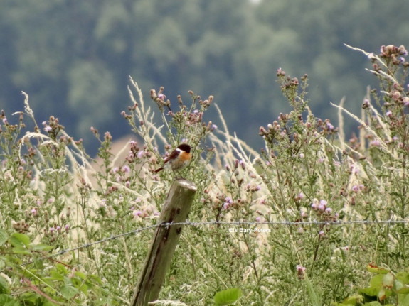 vogels, roodborsttapuit, Heesselt