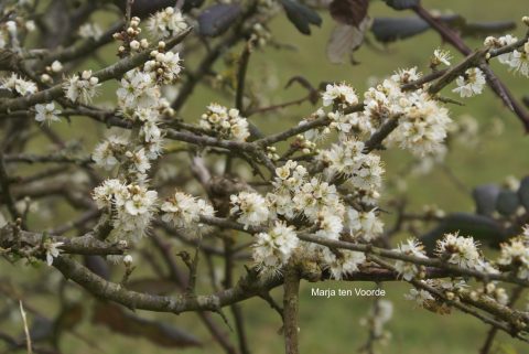 Onder de loep: Sleedoorn (Prunus Spinosa)