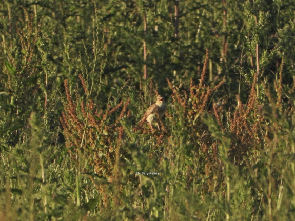 veldleeuwerik, vogels, heesselt