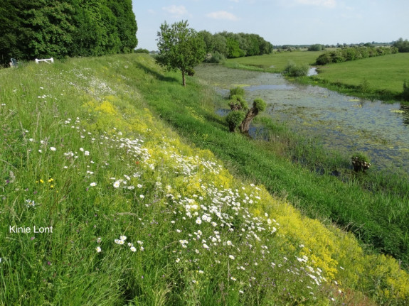 wede, planten, Waardenburg, Neerijnen