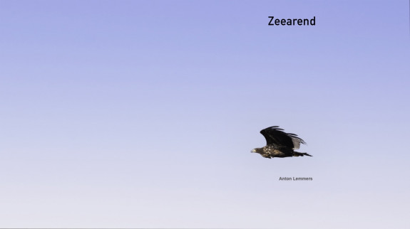 zeearend, vogels, hesselt