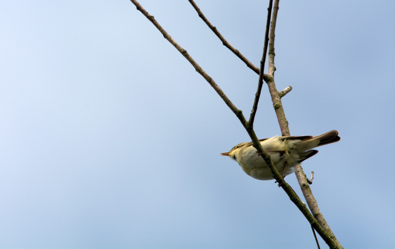 vogels, tjiftjaf