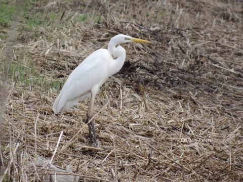 Een witte reiger staat in droog gras en riet, kijkend naar links.