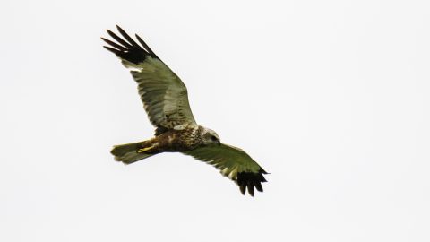 Een roofvogel zweeft met gespreide vleugels tegen een heldere lucht.