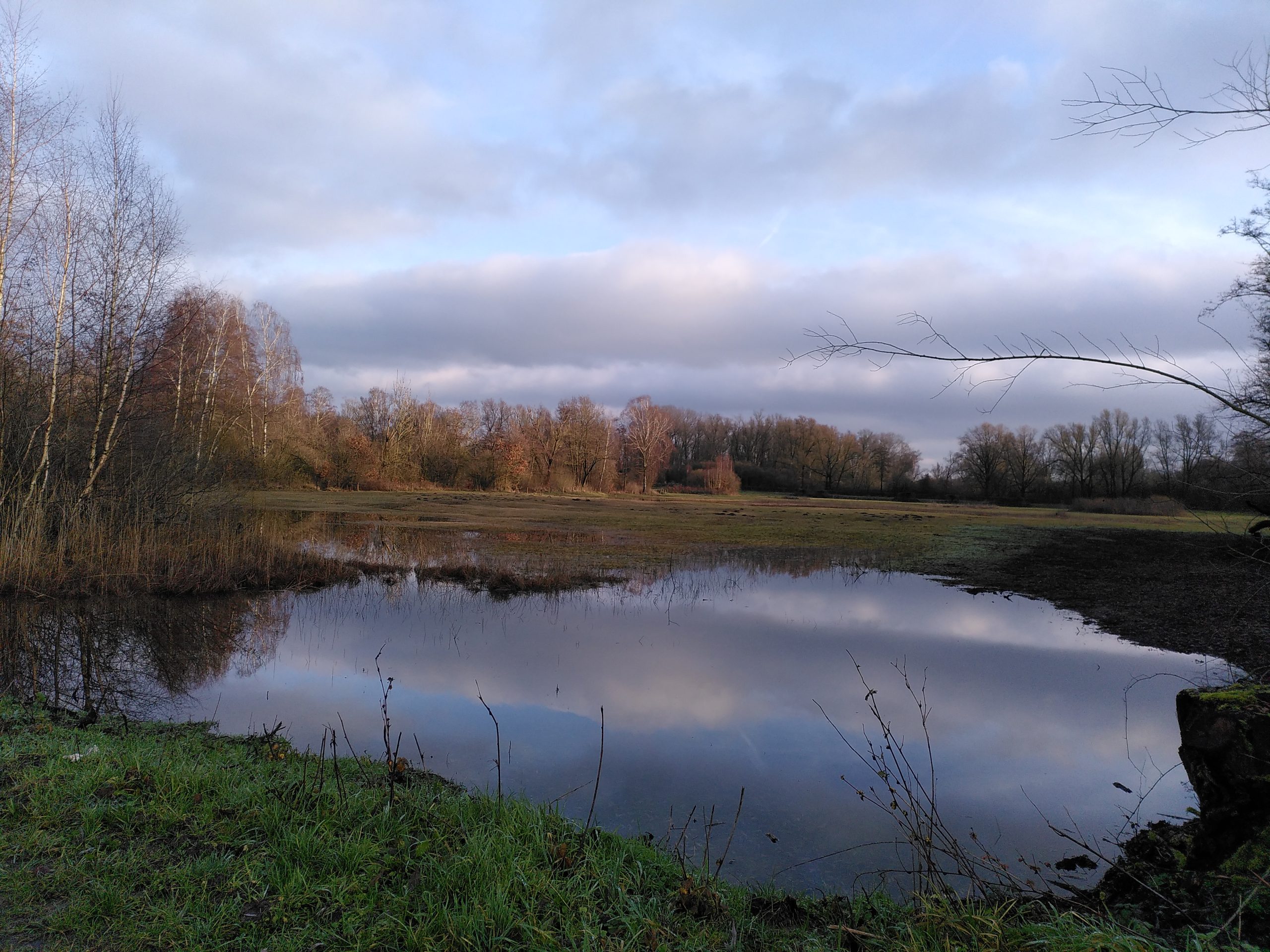Vijver met weerspiegeling van bomen en bewolkte hemel, omringd door kaal bos en groen gras.