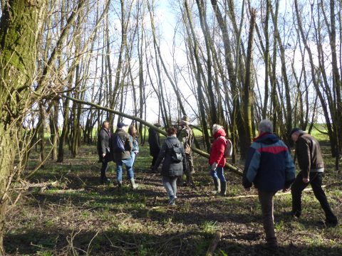 Groep mensen wandelt door een bos met dichte, kale bomen en helder zonlicht.