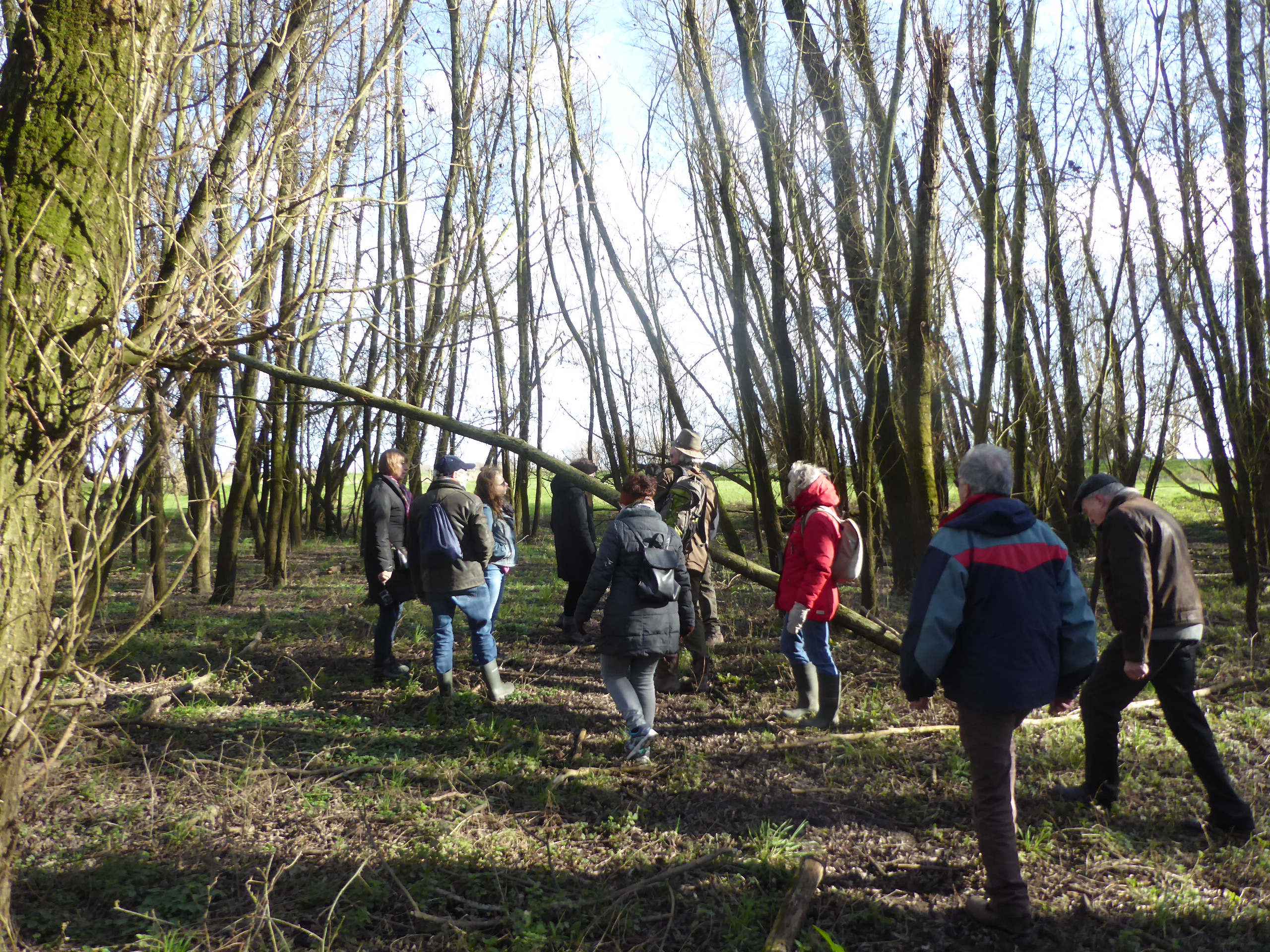 Groep mensen wandelt door een bos met dichte, kale bomen en helder zonlicht.