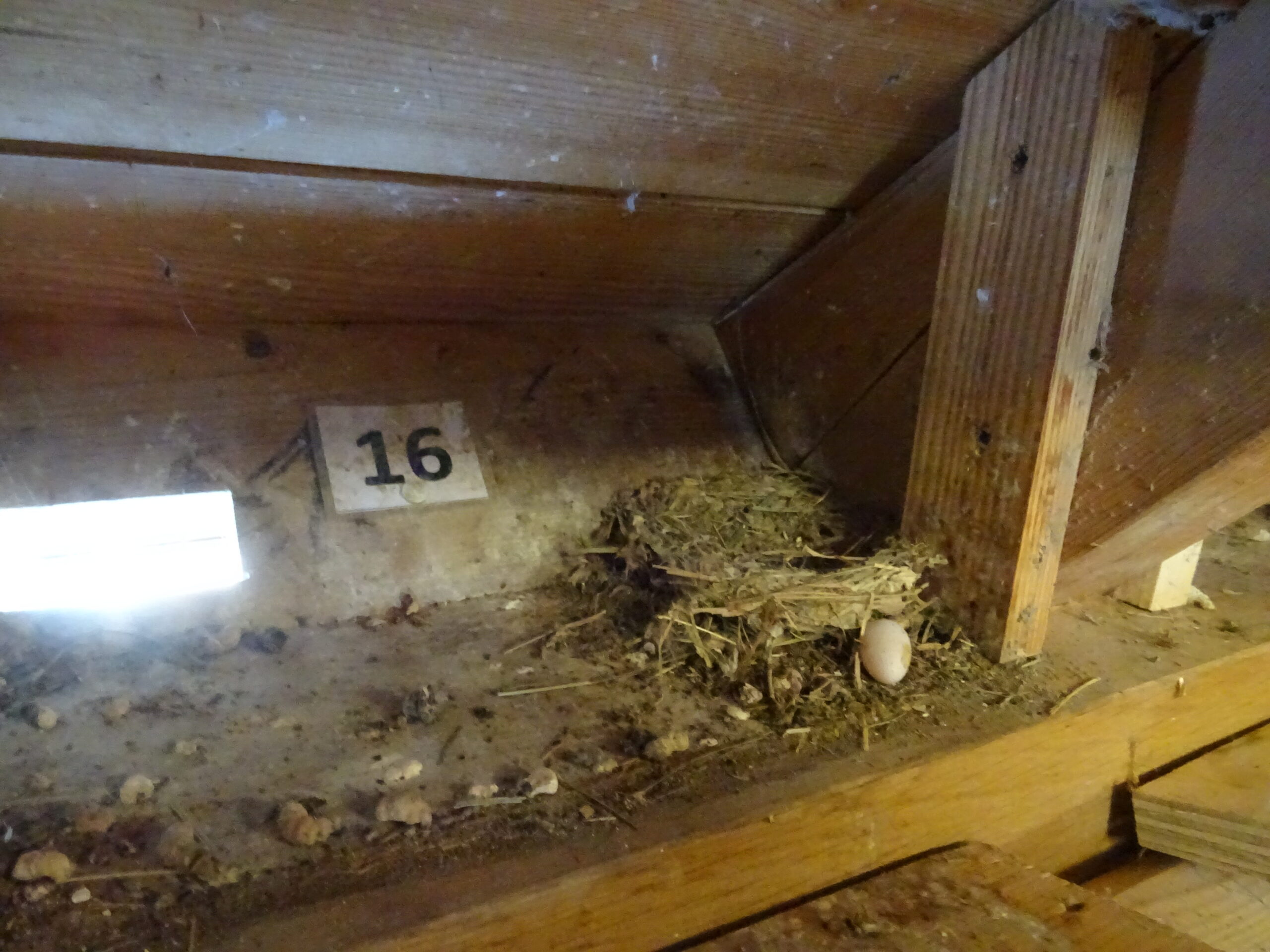 Nest met een ei in een houten nis, genummerd 16, op een stoffige ondergrond.