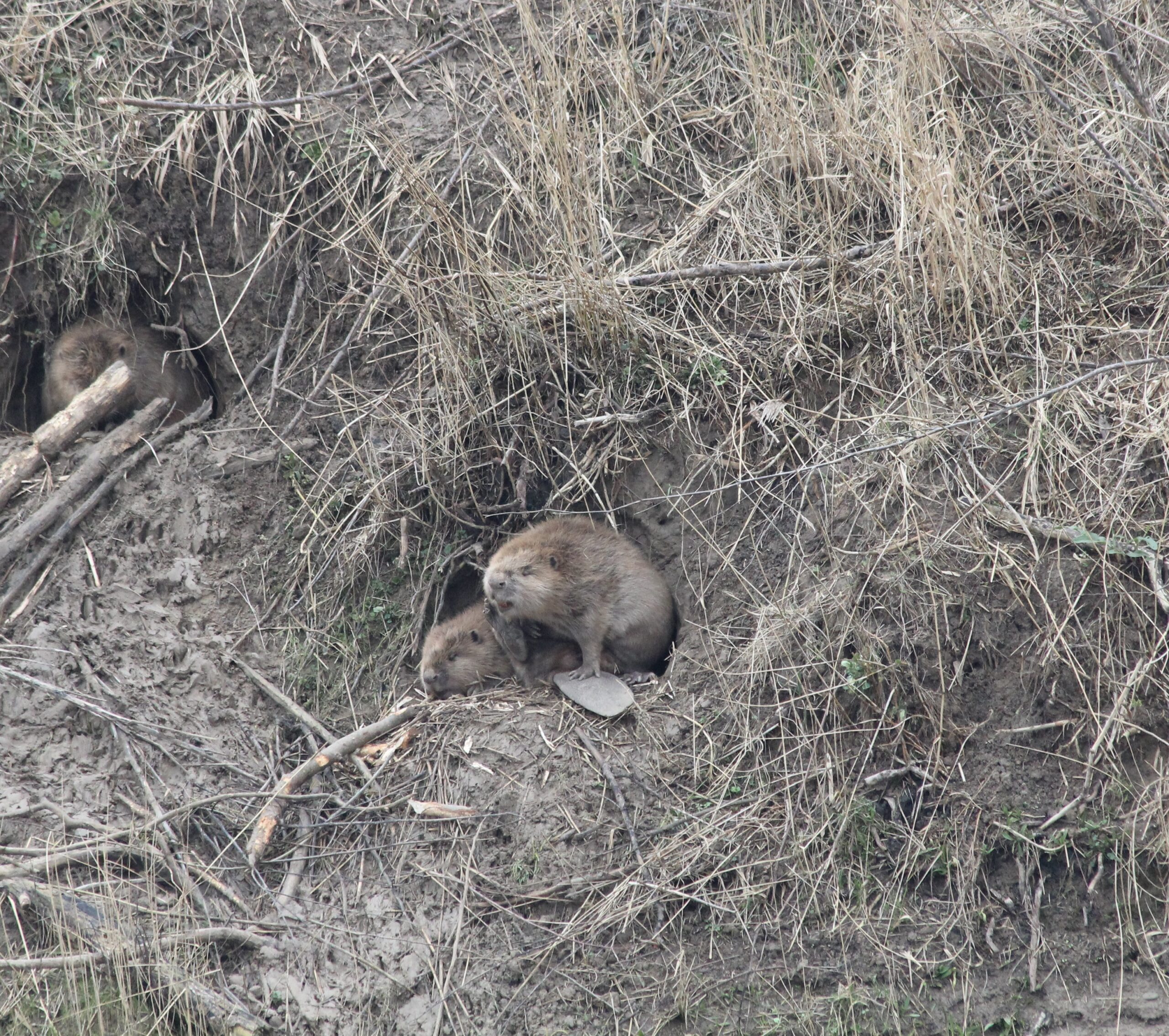 Beverfamilie rust in holen langs een modderige oever, omringd door droge grasstengels.