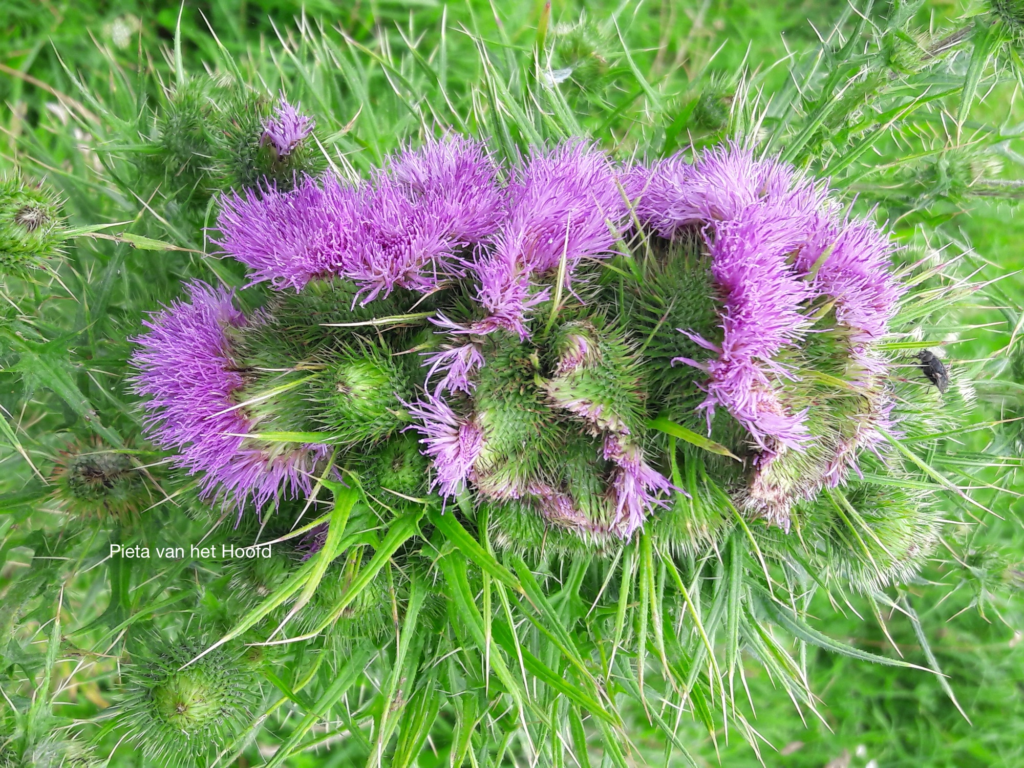 Paarse distelbloemen met groene bladeren en een paar insecten op een heldergroene achtergrond.