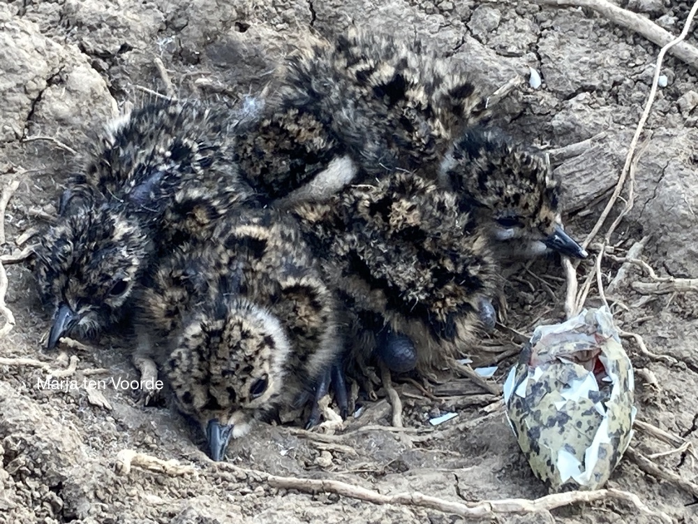 Nest van jonge kuikentjes op de grond met gebroken eierschaal ernaast.