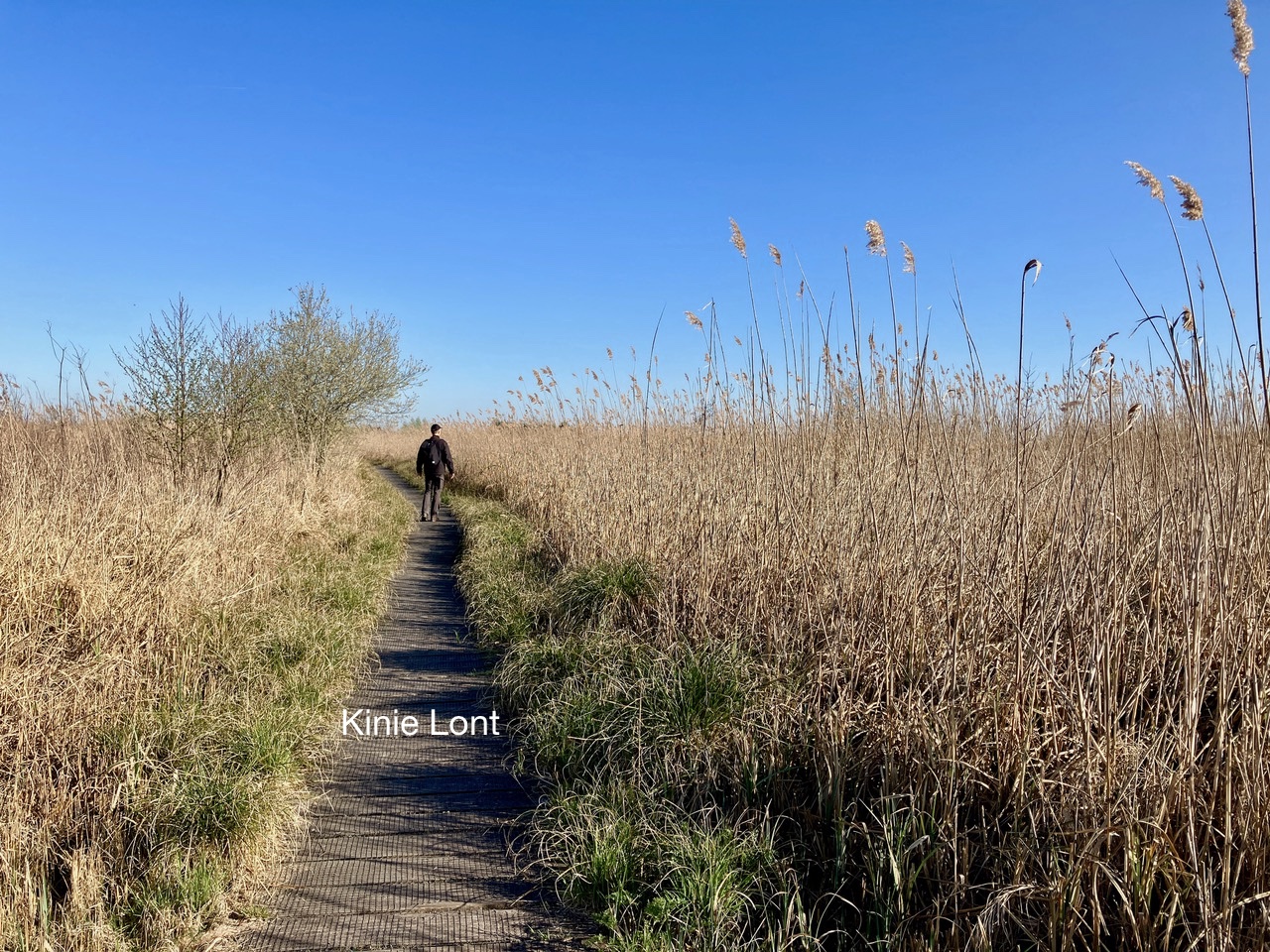 Persoon wandelt op smal pad door rietveld onder een heldere blauwe lucht.