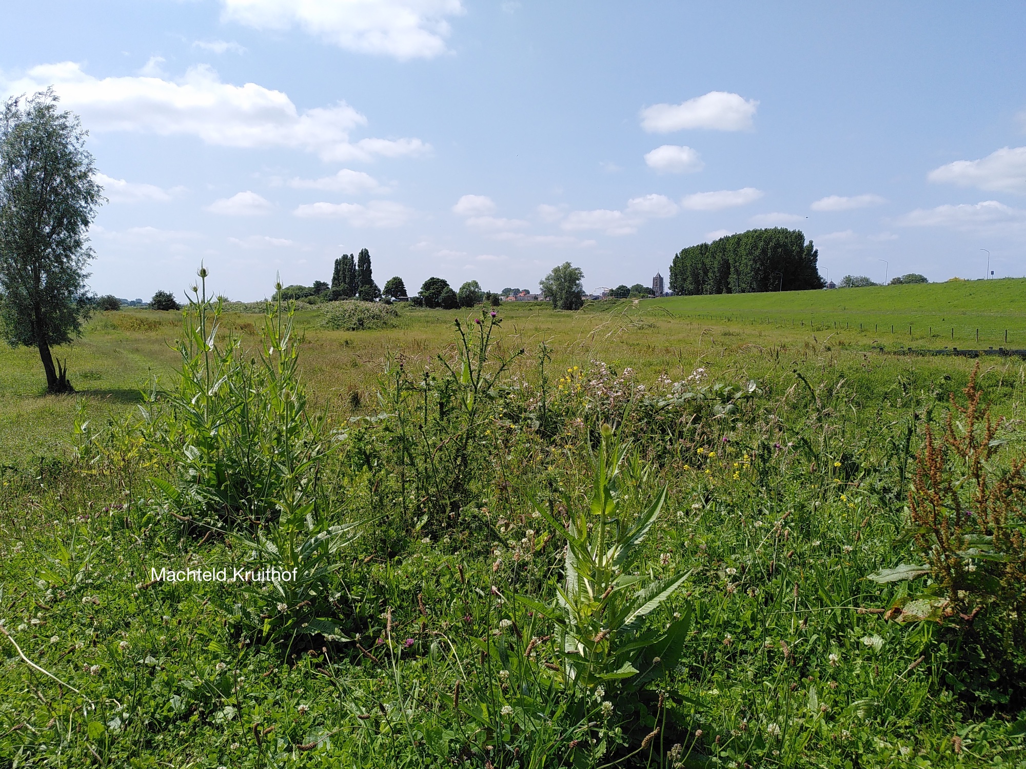 Weids, zonnig landschap met groen gras, struiken, enkele bomen en een heldere blauwe hemel.