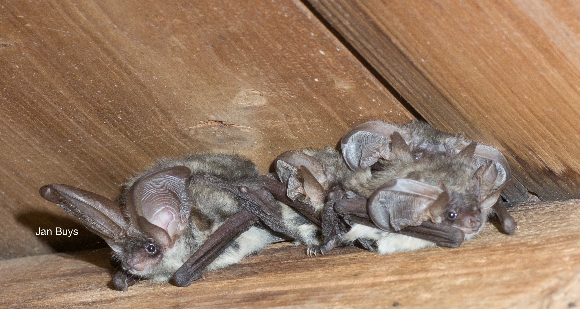 Twee vleermuizen hangen onder een houten dak, met grote oren naar voren gericht.