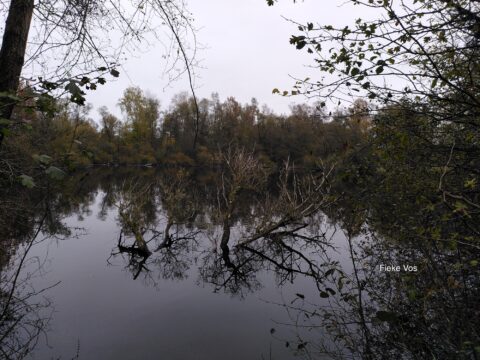 Spiegelglad meer omgeven door bomen op een bewolkte dag, met kale takken in de voorgrond.