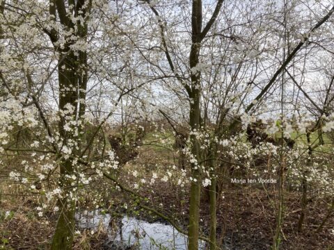 Bloesems in bomen boven een kleine, modderige plas in een bosrijke omgeving.