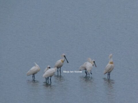 Vijf lepelaars staan in ondiep water, rustige grijze achtergrond.