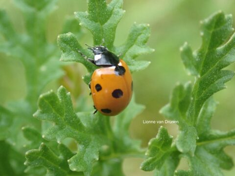 Lieveheersbeestje op groen blad met vage achtergrond.